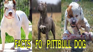 FACTS OF PITBULL DOG  || DOG FACTS  || BY DOGPETS by Dogpets 200 views 3 years ago 2 minutes, 26 seconds