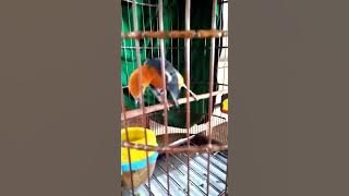 Burung anis juara 1 tasikmalaya,(LODAYA),harga 30 juta😱😱