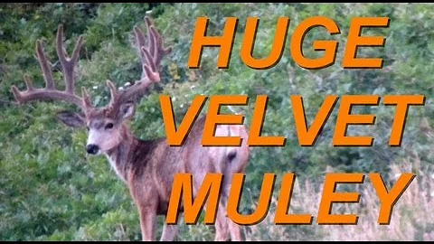 GIANT 230"+ Velvet Mule Deer, Huge Non-Typical Mule Deer Buck Live Footage, Tines Up