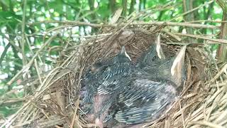Baby Gray Catbirds | Pt. 2