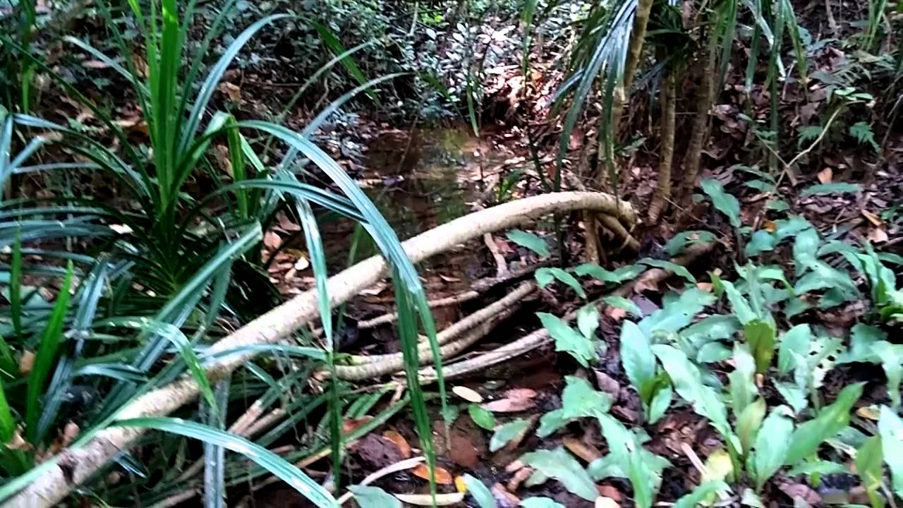 Lagenandra sp. in the Western Ghats