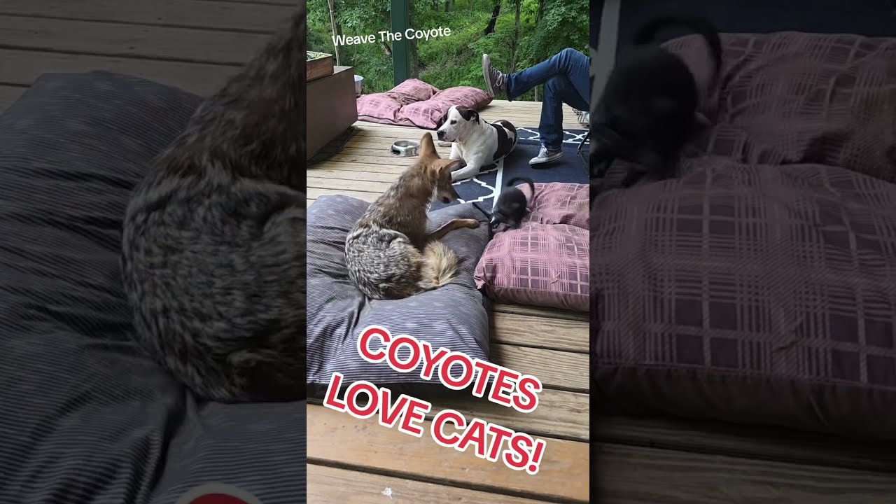 COYOTES LOVE CATS!🐺 