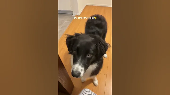 Video 9975751: food cat dog, cat food funny