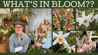 What orchids are in bloom this late winter?! @helloplantlovers