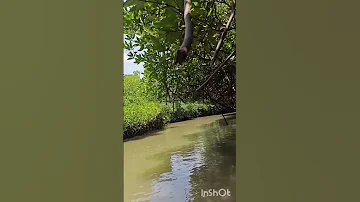 Mangrove Forest Foryou Love Music 