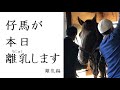 【母子別れの時が来ました】仔馬が本日離乳します 離乳編【人懐っこい‼︎やっぱり仔馬はかわいいのマカロンさん】