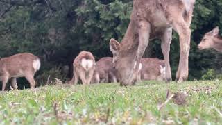 【JAPAN NARA】DEER EATING GRASS WITHOUT TOURISTS 【CUTE MANY DEERS】奈良の鹿の群れ　観光客激減で短い草を食べる様子