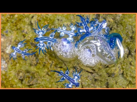 Blue Sea Dragon | Beauty and Danger in the Ocean