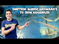 Albino Arowana | Shifting Albino Arowana to Aquarium | Indian Aqua Boy03 Fish Room | Full Fish Tour