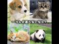 一つしか選べないなら? #動物 #可愛い #犬 #癒し #猫