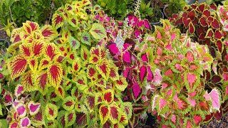 اكثار نبات السجاد او الكاليوس والعناية به شاهد كل شئ تحتاجه , Coleus scutellarioides