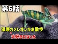 カメレオンの第6話 弱っていたカメレオンが実はお散歩好きだった 淋しそうな痩せた猫を発見しました