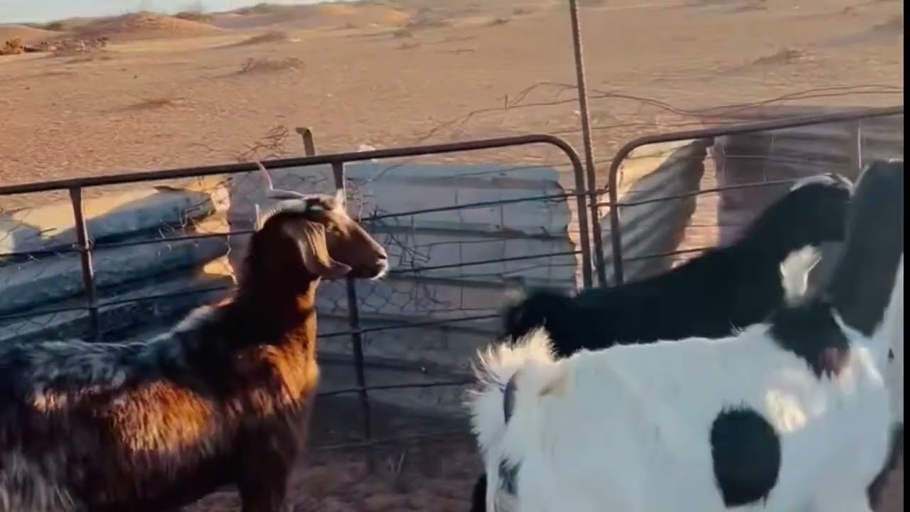 رحلة الحمل عند الماعز: من أول علامة إلى الولادة