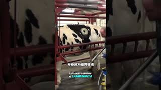Shocking Fact! There's Direct Access to a Cow's Stomach #shorts