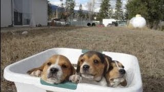 Tiny miniature pocket beagle puppies at 8 weeks old playing bath time
meet breeder http://www.1ownercarguy.com we brought the week puppie...