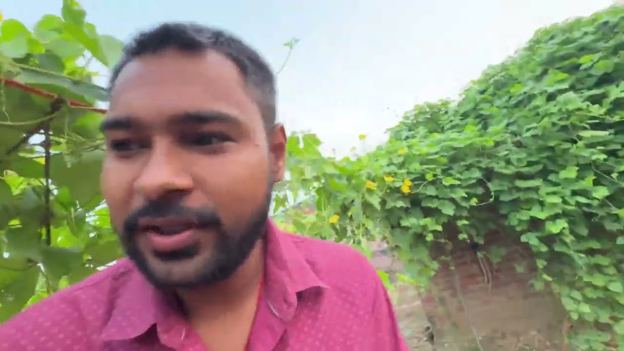 Combination of harvesting and Diwali 🪔 