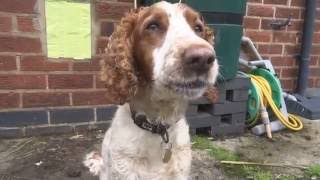 Dog Mep - I Love It (Diary Of Dogs)