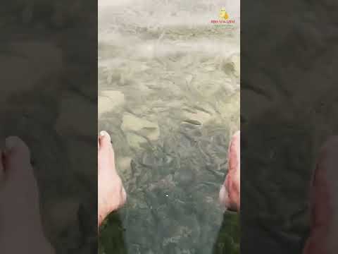Fish Massage Let S Ready For Fish Treatment Therapy Shorts Salalah