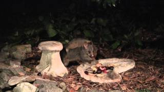 Baby Brushtail Possum Riding Piggyback