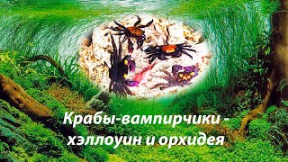 Крабики-вампирчики - хэллоуин и орхидея / Geosesarma vampir