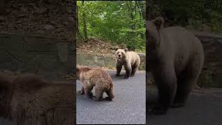 looking for bear&#39;s at Transfăgărășan romania 2023  #offroad #bears #adventure #official