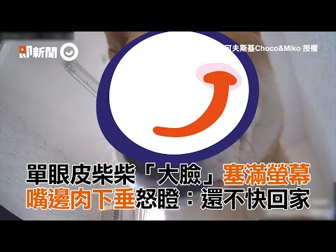 單眼皮柴柴「大臉」塞滿螢幕　嘴邊肉下垂怒瞪：還不快回家