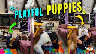 Playful Puppies Refuse to Let Owner Work