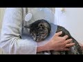 ≪ぺット手帳≫猫ちゃんにエリザベスカラーや術後服を着せる練習