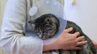 ≪ぺット手帳≫猫ちゃんにエリザベスカラーや術後服を着せる練習