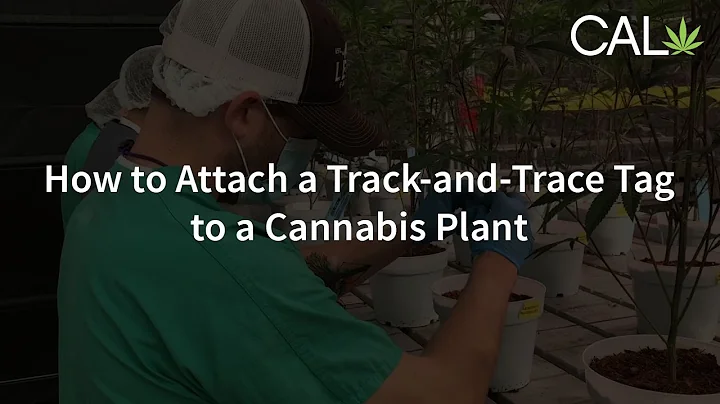 How to Attach a Track-and-Trace Tag to a Cannabis Plant