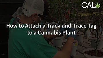How to Attach a Track-and-Trace Tag to a Cannabis Plant