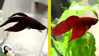 Fish goes from jar to tank and completely changes color | The Dodo