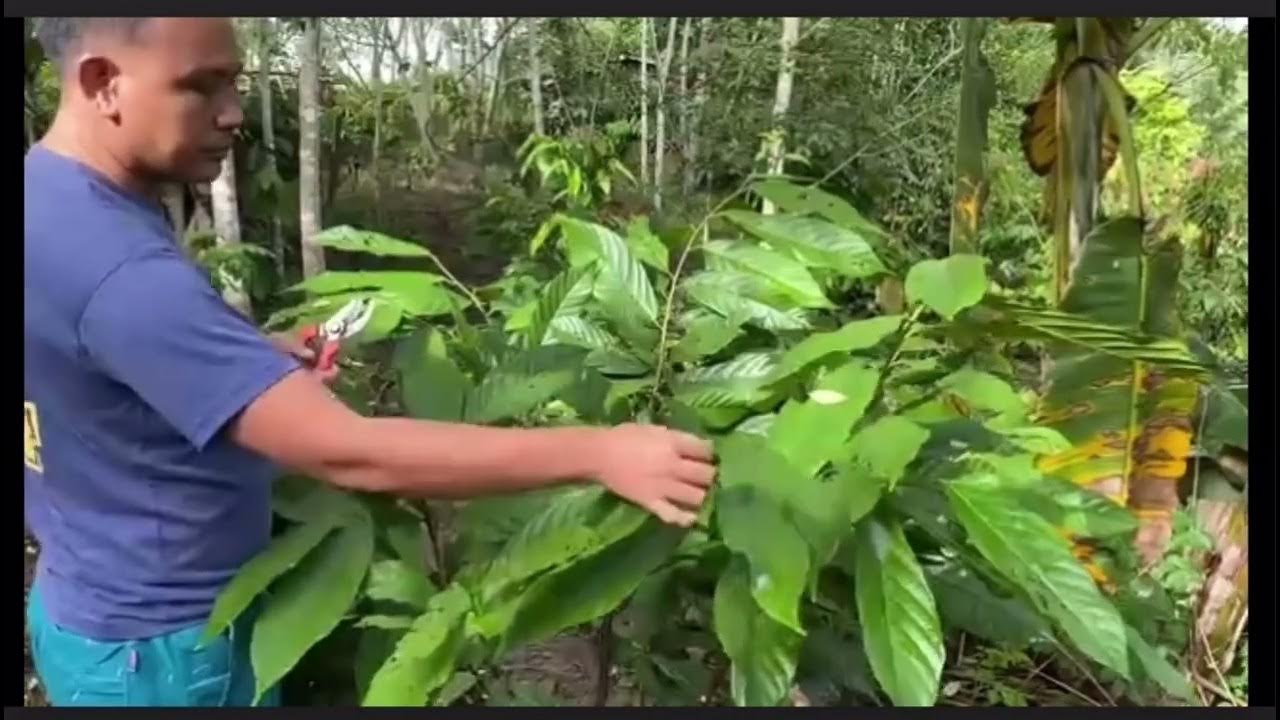 [vlog25] Tutorial, Cacao Formative Pruning/Tipping YouTube