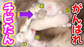 【子猫生後2日と3日】母猫が寝ている間に赤ちゃん子猫を移動させてみたら...（さらに王室の秘密の昼ドラも…？🤫）【🌺モアナの子猫育児日記】#ラグドール #子猫
