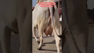 18 किलो दूध की थारपारकर और हरियाणा गाय खरीदो