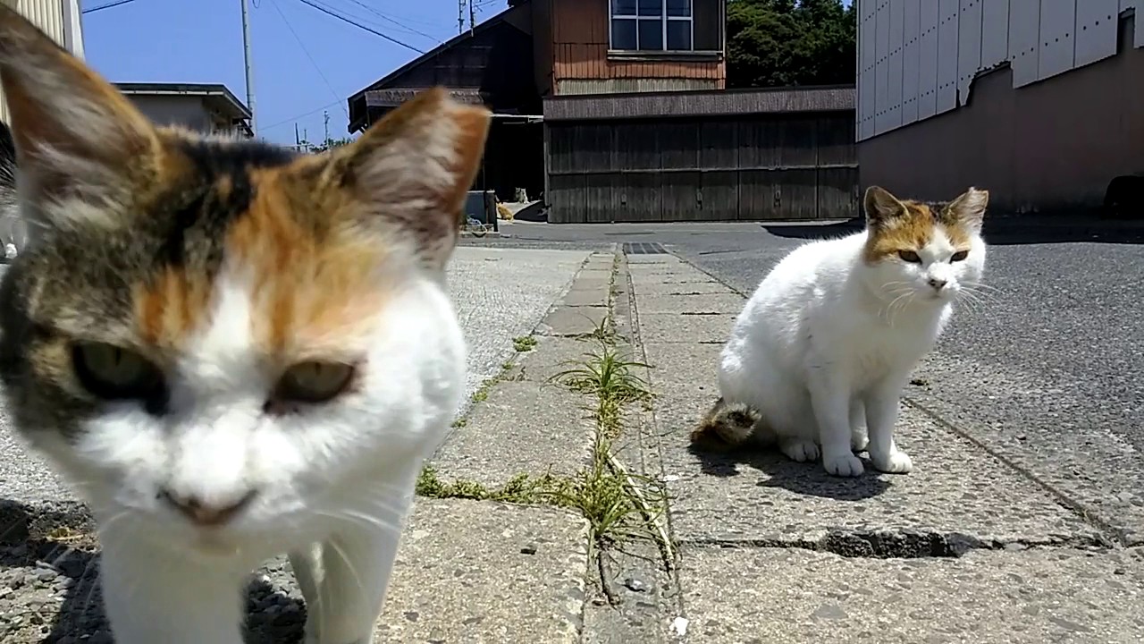 野良猫 鳴き ながら 寄っ て くる