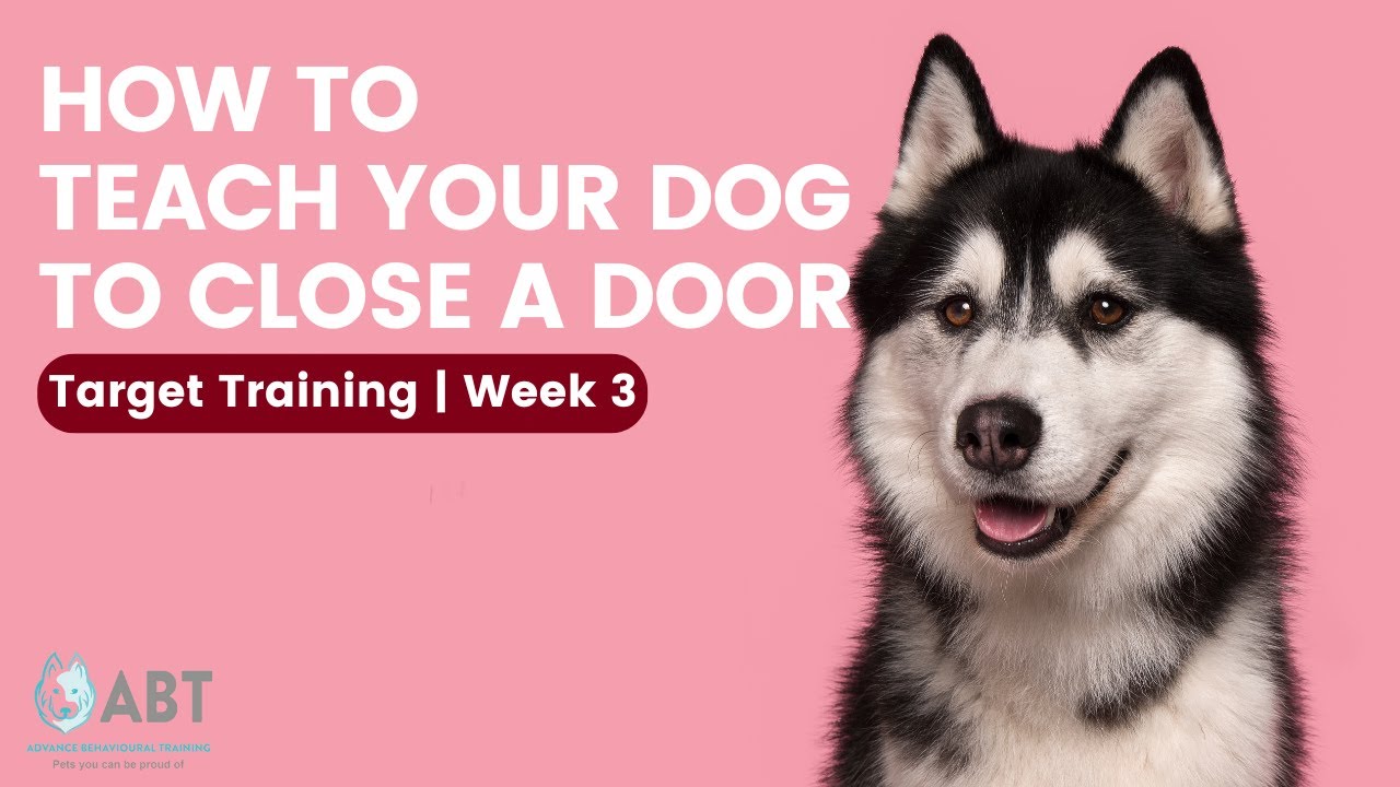 Target Training to Teach Your Dog to Close a Door | Train Your Dog Month