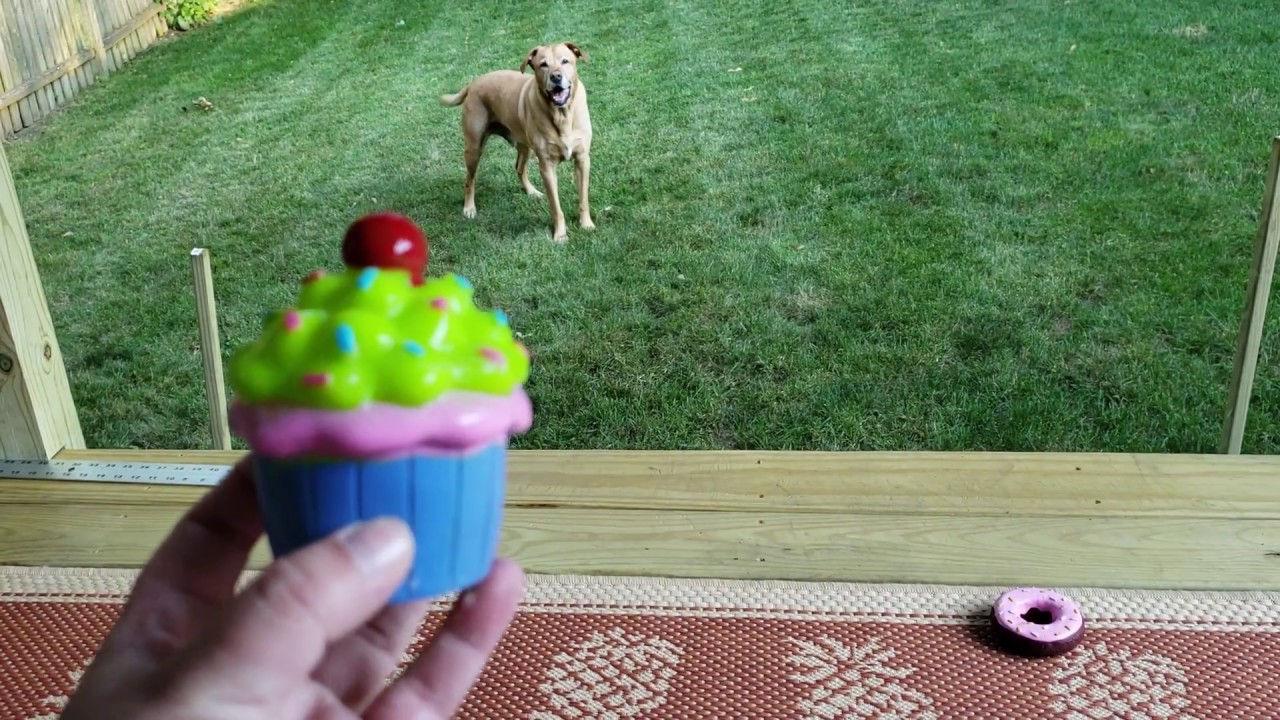 CVS Has Dog Toys on Clearance for 9 cents! YouTube