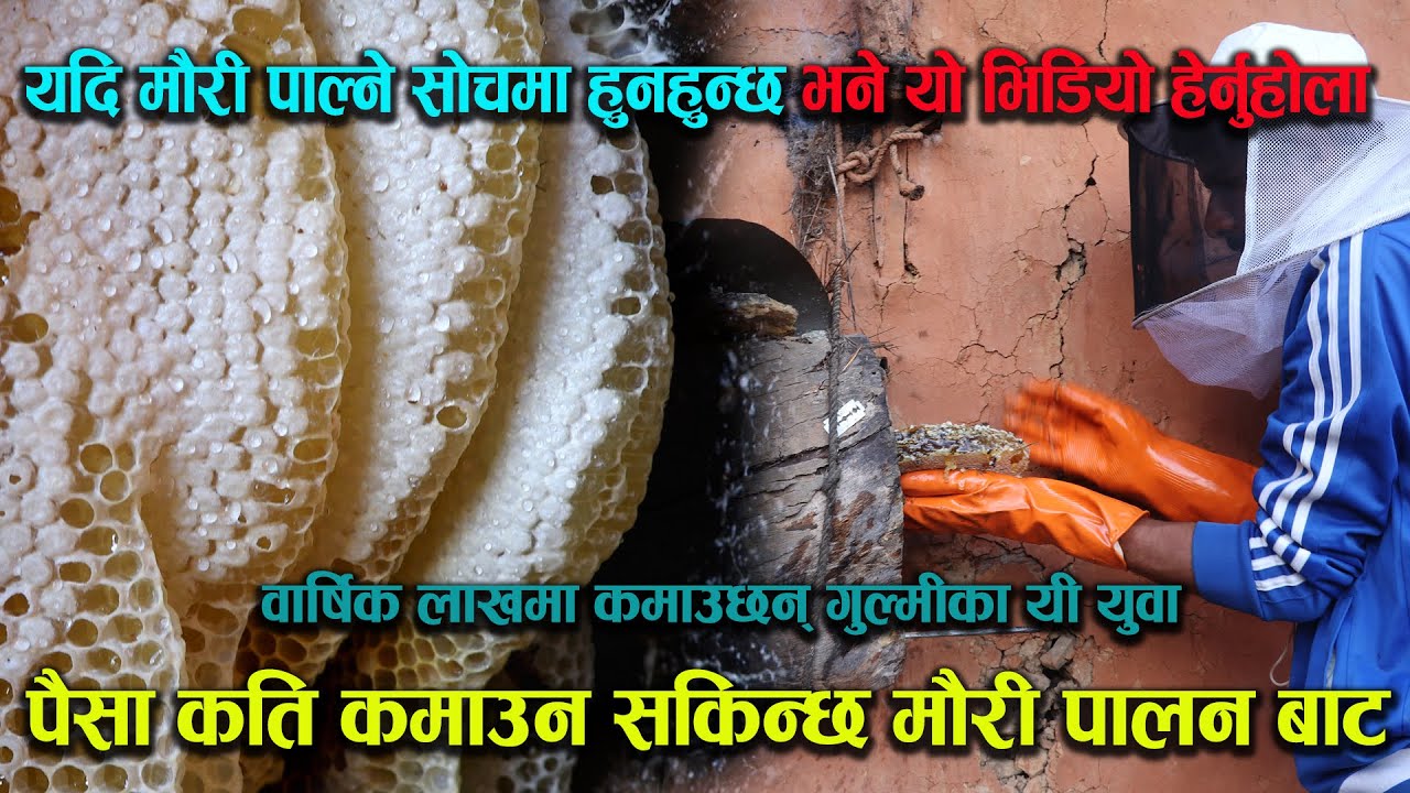 मौरी पाल्ने योजनामा हुनुहुन्छ भने यो भिडियो हेर्नुस् || BeeHoney in Gulmi || मुडे घारमा पाइन्छ यस्तो