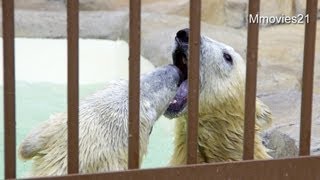 ポロロが怒った、長い姉妹喧嘩