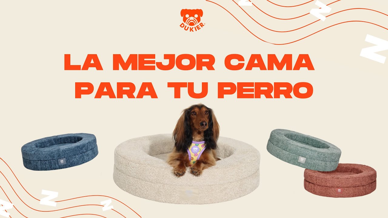 Quedarse Solo Como Hacer Que Tu Perro Duerma Solo CAMA PARA PERRO