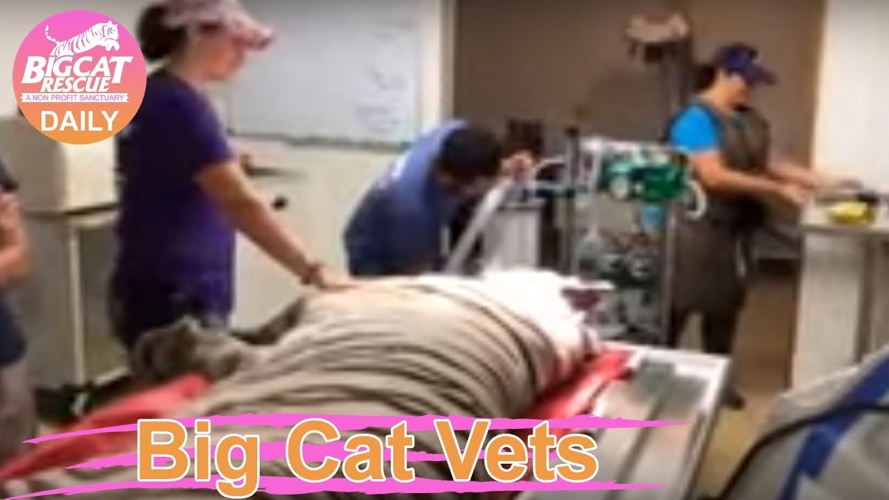 Big Cat VetsSapphire the white tigress sees Dr. Boorsteinpart 17.8.