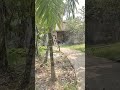 Summer Village Lifestyle Bengali Spiritual Vlogs 13