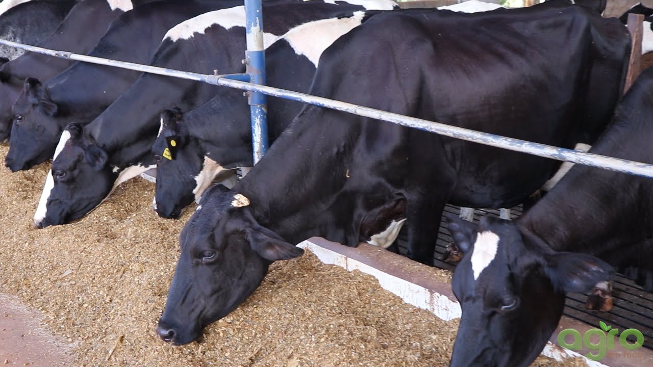 Conheça a técnica de confinamento compost barn