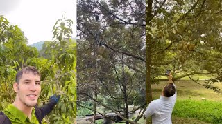 Begini Besar Rupanya Kebun Durian Terlajak Laris Milik Dato Aliff Syukri Rezeki Buah Lebat 🤩