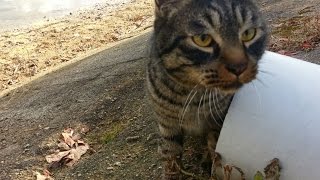 【地域猫】ドカンから出てくる野良猫