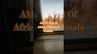 AMNH Hall of African Mammals 4/22/26.