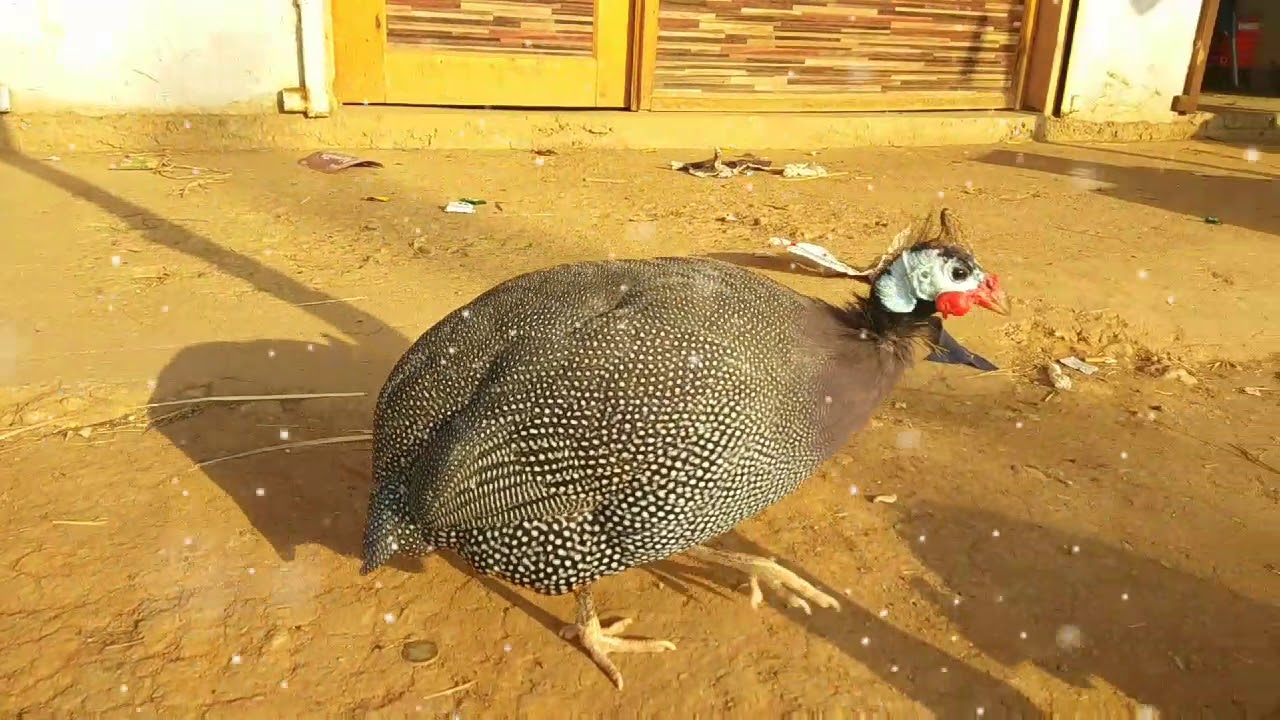 Chakor Birds||Couple Of Chakor - YouTube
