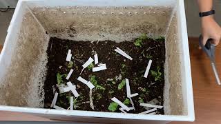 How to Make a Worm Bin with Green City Growers