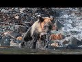 パンダ熊　カラフト鱒をGet!　The Brown bear （nicknamed as PANDA) caught  Okhotsk Salmon